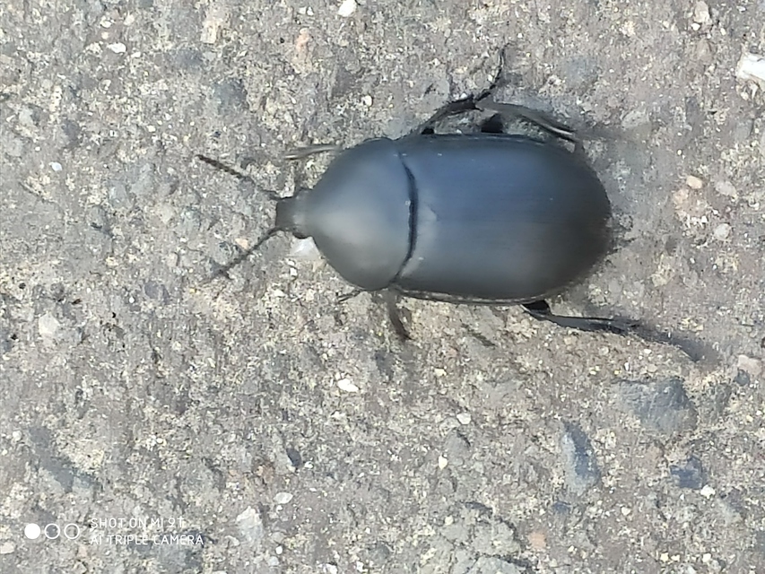 Ablattaria laevigata - sima csigarabló