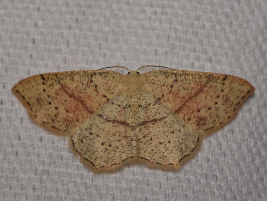 Cyclophora punctaria - sávos pettyesaraszoló