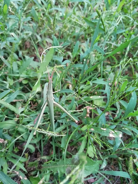 Acrida ungarica - sisakos sáska Acrida ungarica - sisakos sáska