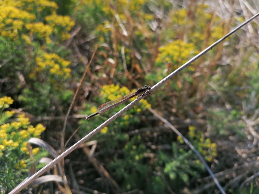 Sympecma fusca - téli rablószitakötő