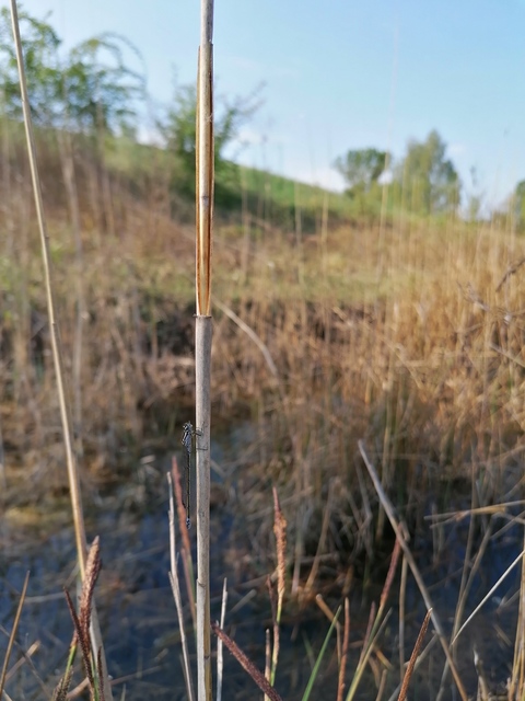Coenagrion pulchellum - karcsú légivadász
