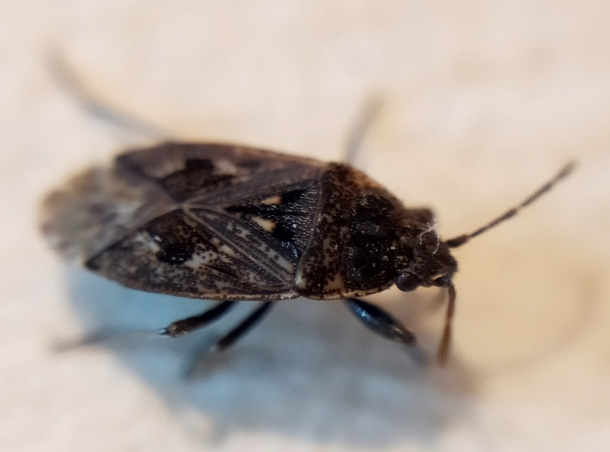 Sphragisticus nebulosus - foltos bodobács