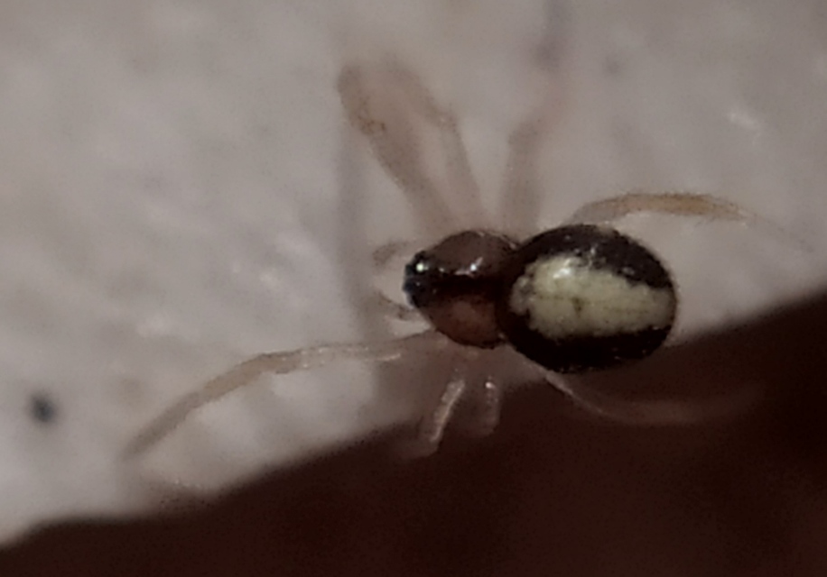 Neottiura bimaculata - dudva törpepók