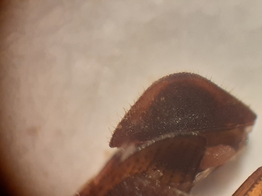 Helophorus