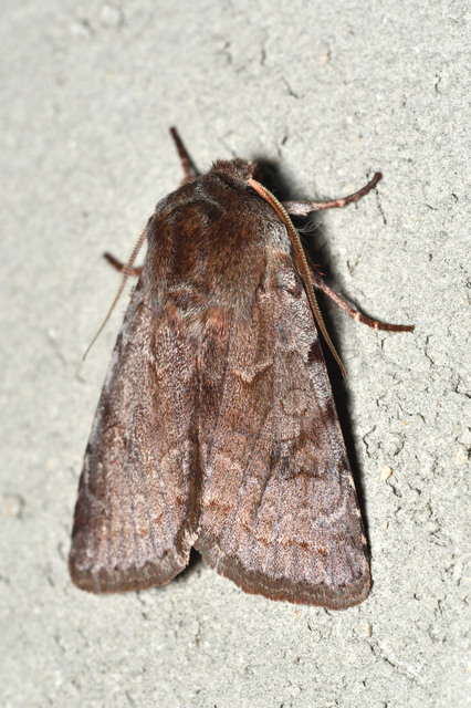 Cerastis rubricosa - vörhenyes tavaszibagoly