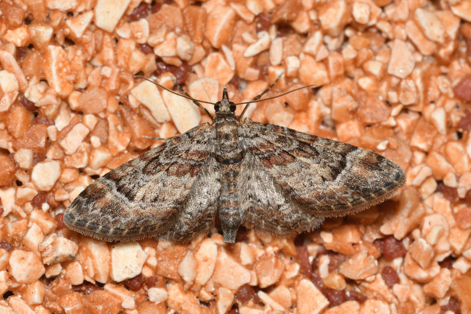 Gymnoscelis rufifasciata - vöröscsíkos törpearaszoló
