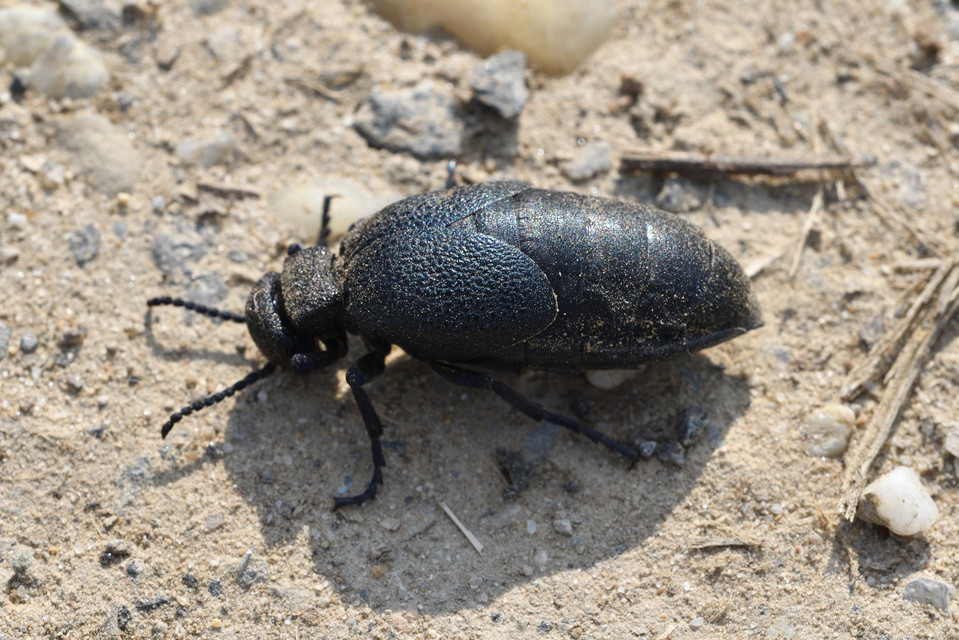 Meloe cicatricosus - óriásnünüke