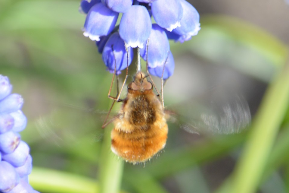 Bombylius major - szegélyes pöszörlégy