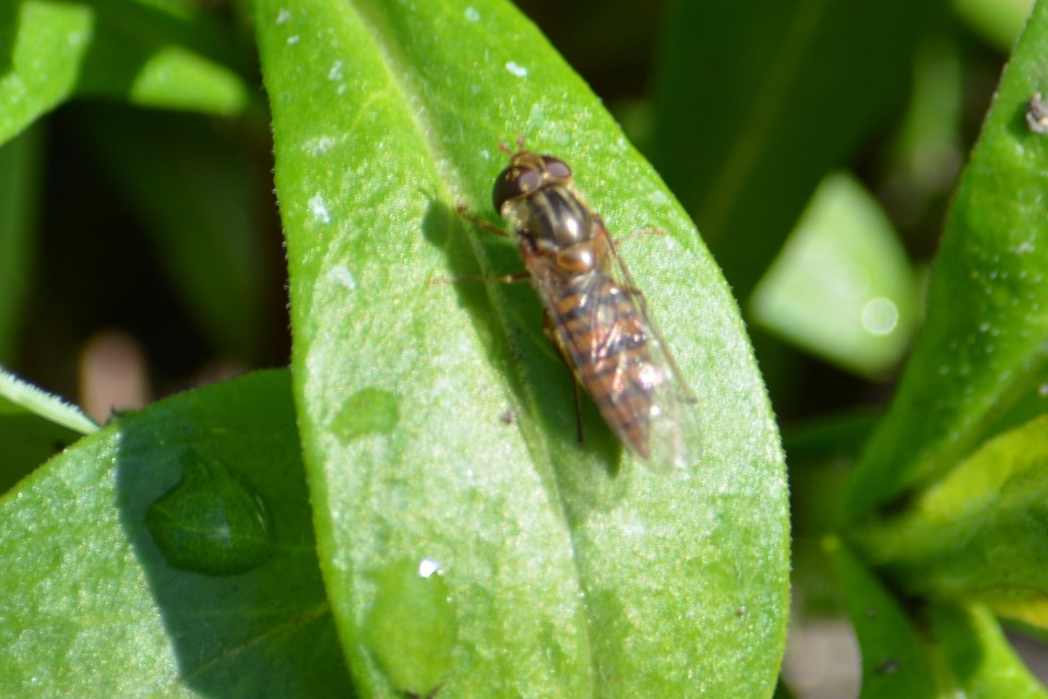 Episyrphus balteatus - ékfoltos zengőlégy