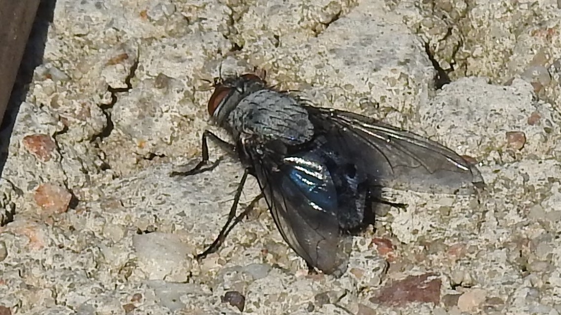 Calliphora