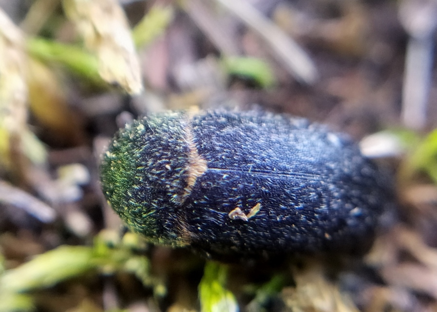 Dermestes laniarius - gyászos porva