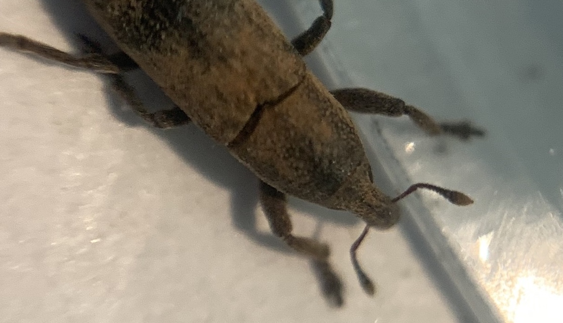 Lixus brevipes - vaskosorrú dudvabarkó
