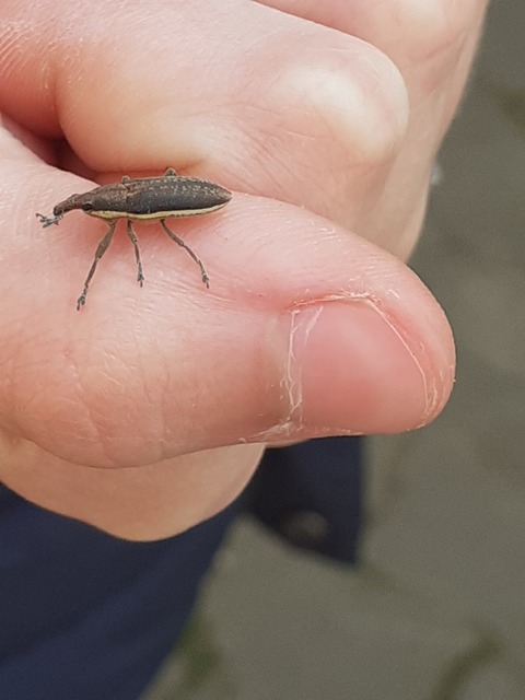 Lixus ochraceus - retek-dudvabarkó