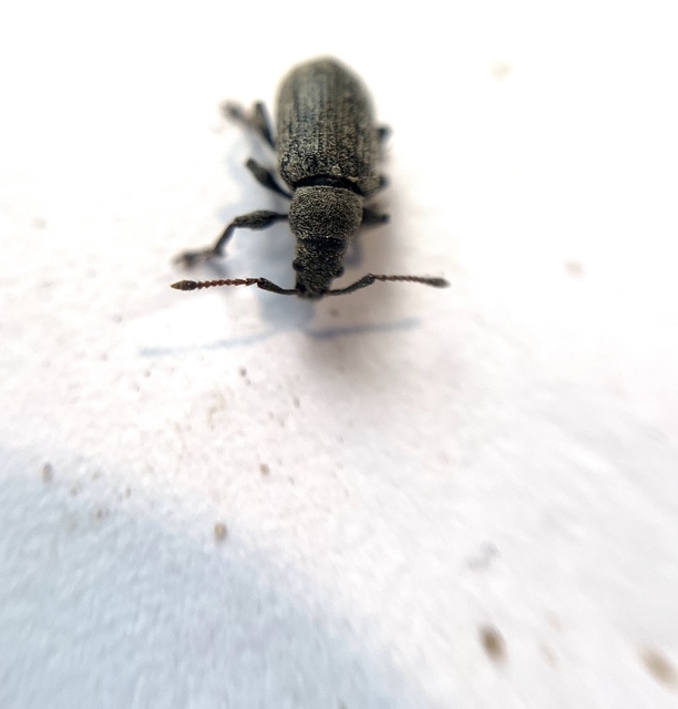 Phyllobius pyri - gyümölcsfa-levélormányos