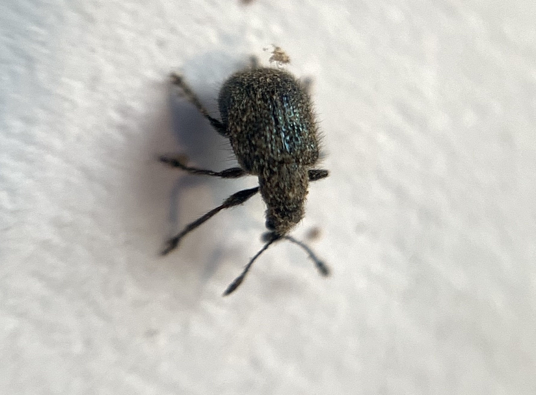 Neocoenorrhinus pauxillus - bordafúró eszelény