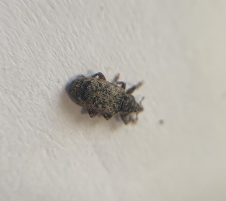 Dorytomus ictor - szegélyes hangormányos