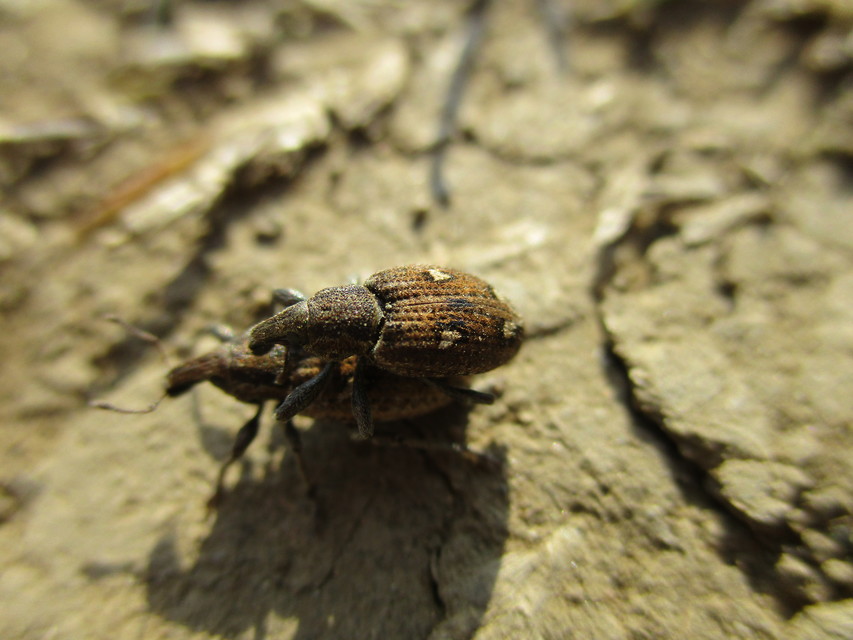 Graptus