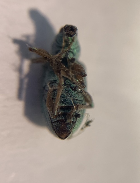 Polydrusus formosus - selymes lombormányos