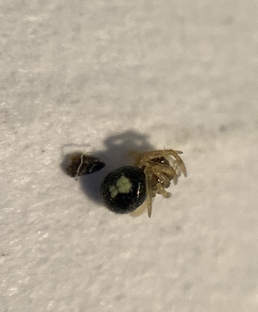 Neottiura bimaculata - dudva törpepók