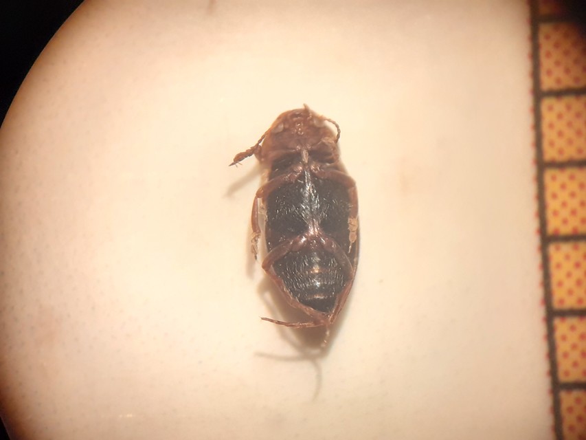 Hydroporus angustatus - karcsú kiscsíkbogár