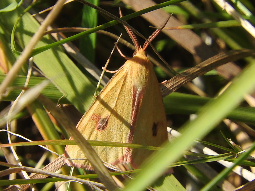 Diacrisia sannio - vörösszélű medvelepke