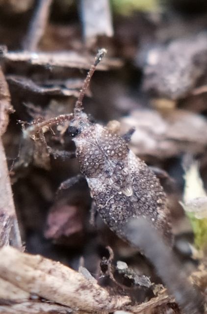 Oncochila scapularis - csuklyás csipkéspoloska Oncochila scapularis - csuklyás csipkéspoloska