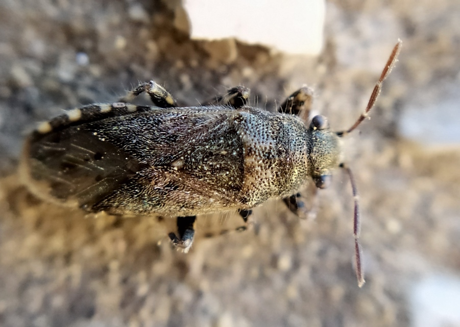 Heterogaster urticae - tarka bodobács