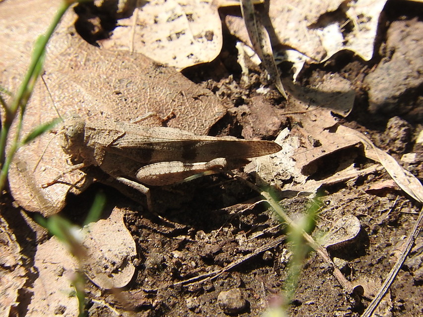 Oedipoda caerulescens - kékszárnyú sáska