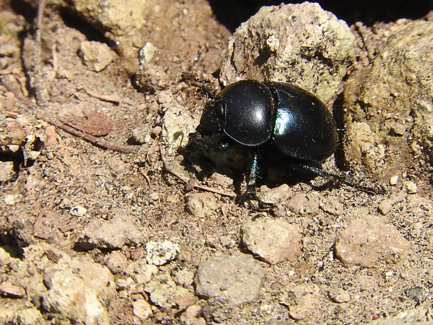 Trypocopris vernalis - tavaszi álganéjtúró