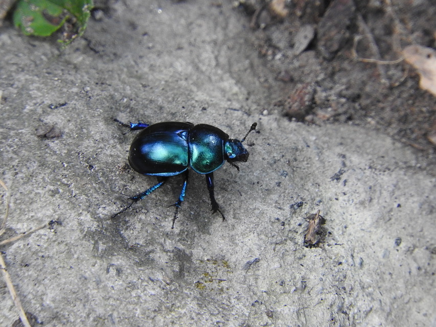 Trypocopris vernalis - tavaszi álganéjtúró
