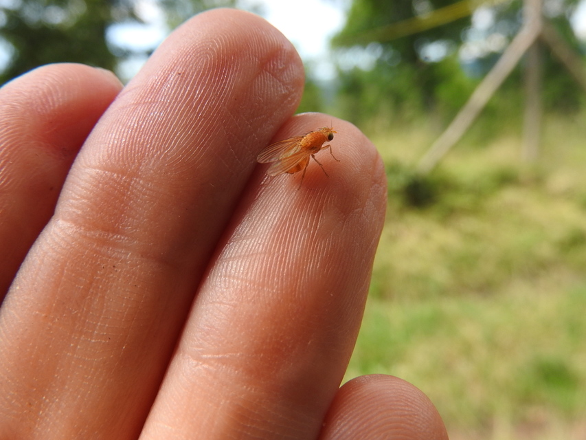 Lauxaniidae - pudvalegyek