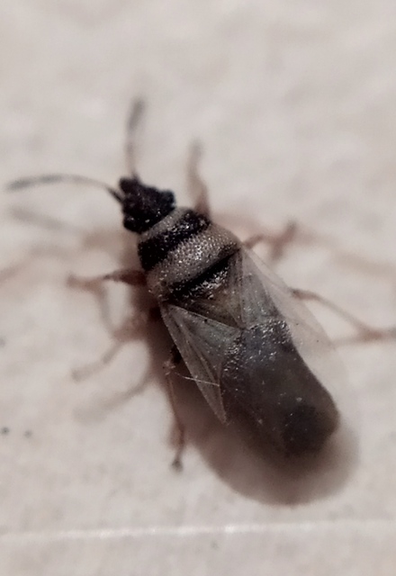 Oxycarenus pallens - fakó bodobács