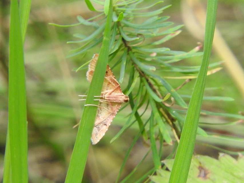 Endotricha flammealis - tüzesszárnyú fényilonca