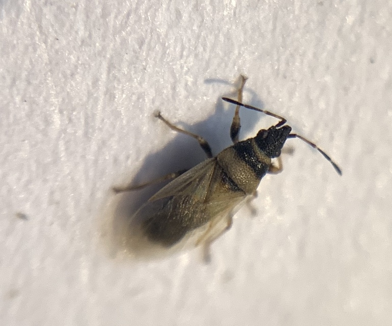 Oxycarenus pallens - fakó bodobács
