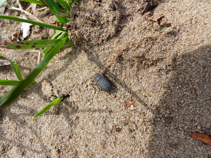 Opatrum sabulosum - sároshátú gyászbogár