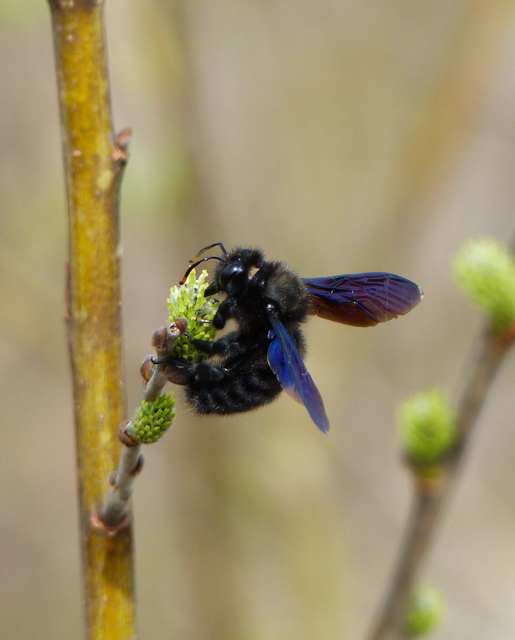 Xylocopa violacea - kék fadongó