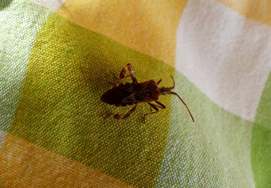 Leptoglossus occidentalis - nyugati levéllábú poloska
