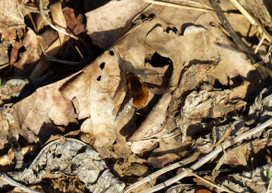 Bombylius major - szegélyes pöszörlégy