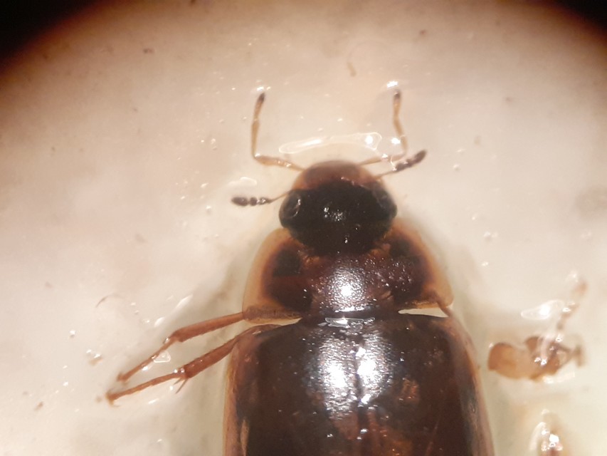 Enochrus