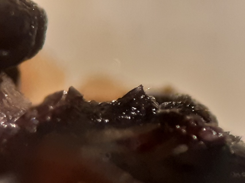 Enochrus bicolor - alföldi fakócsibor