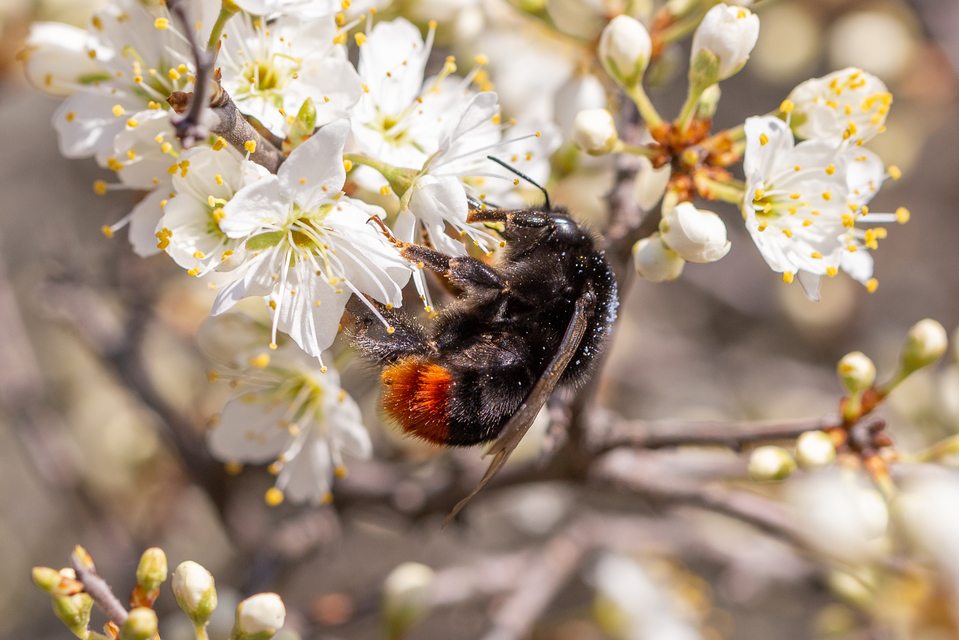 Bombus lapidarius - kövi poszméh