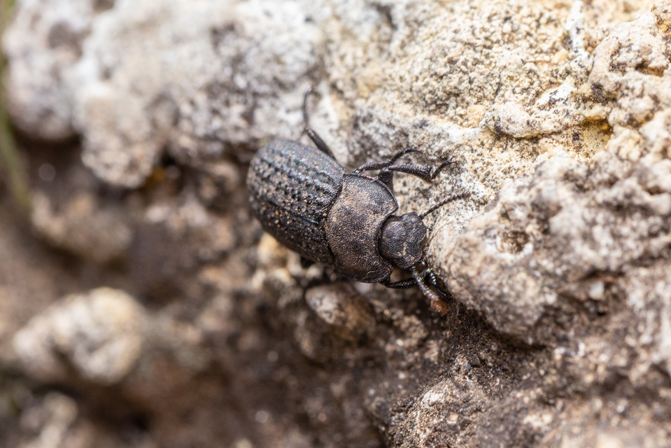 Opatrum sabulosum - sároshátú gyászbogár