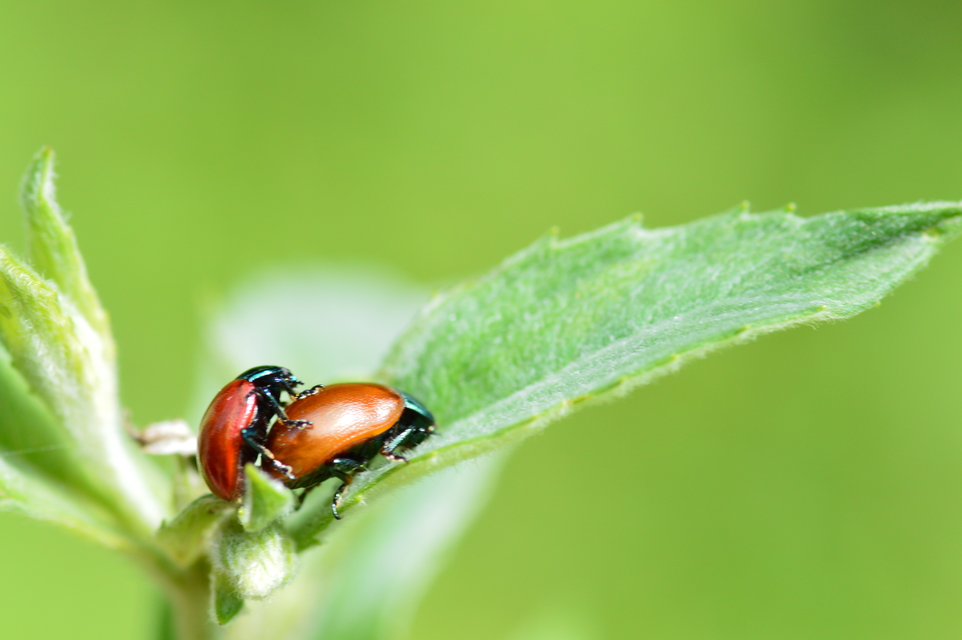 Chrysolina polita - réti mentalevelész Chrysolina polita - réti mentalevelész