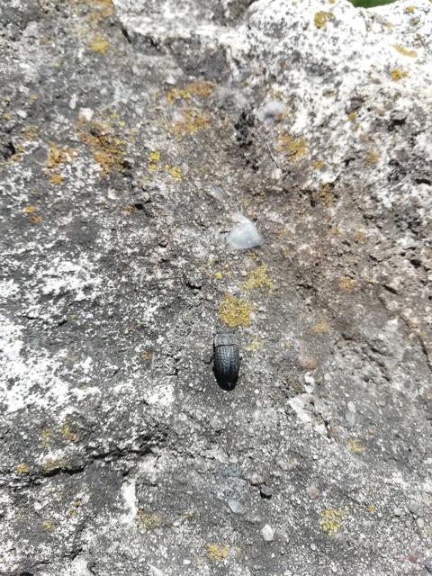 Opatrum sabulosum - sároshátú gyászbogár
