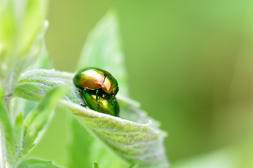 Chrysolina herbacea - zöld mentalevelész