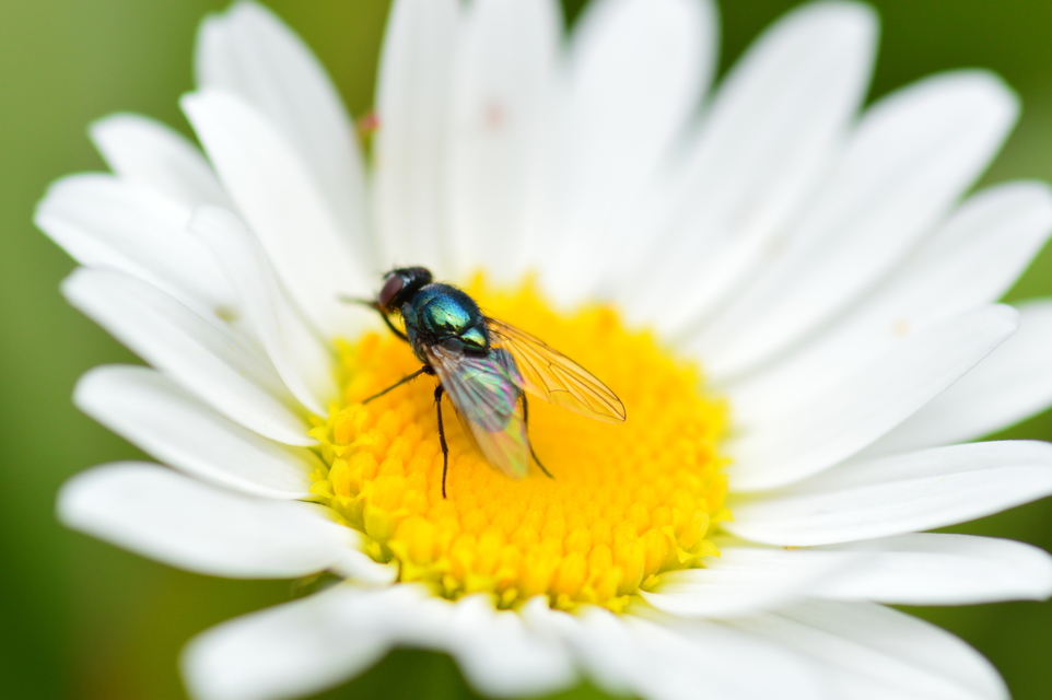 Muscidae - igazi legyek