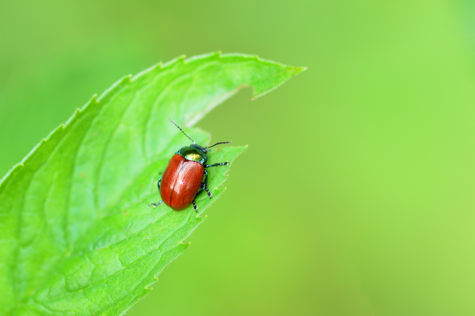 Chrysolina polita - réti mentalevelész Chrysolina polita - réti mentalevelész
