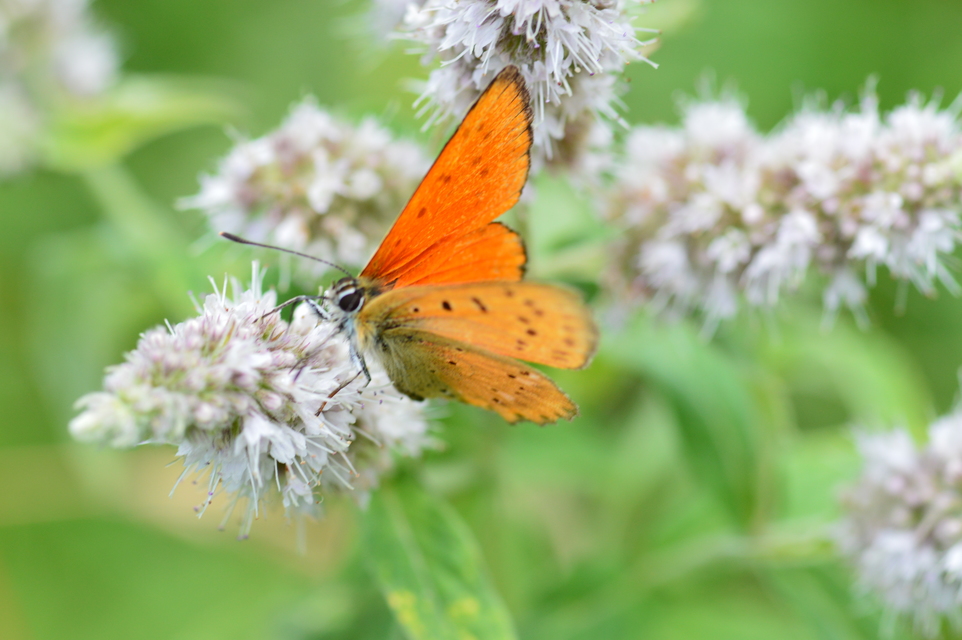 Lycaena virgaureae - arany-tűzlepke