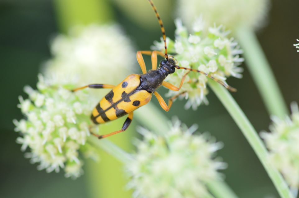 Rutpela maculata - tarkacsápú karcsúcincér