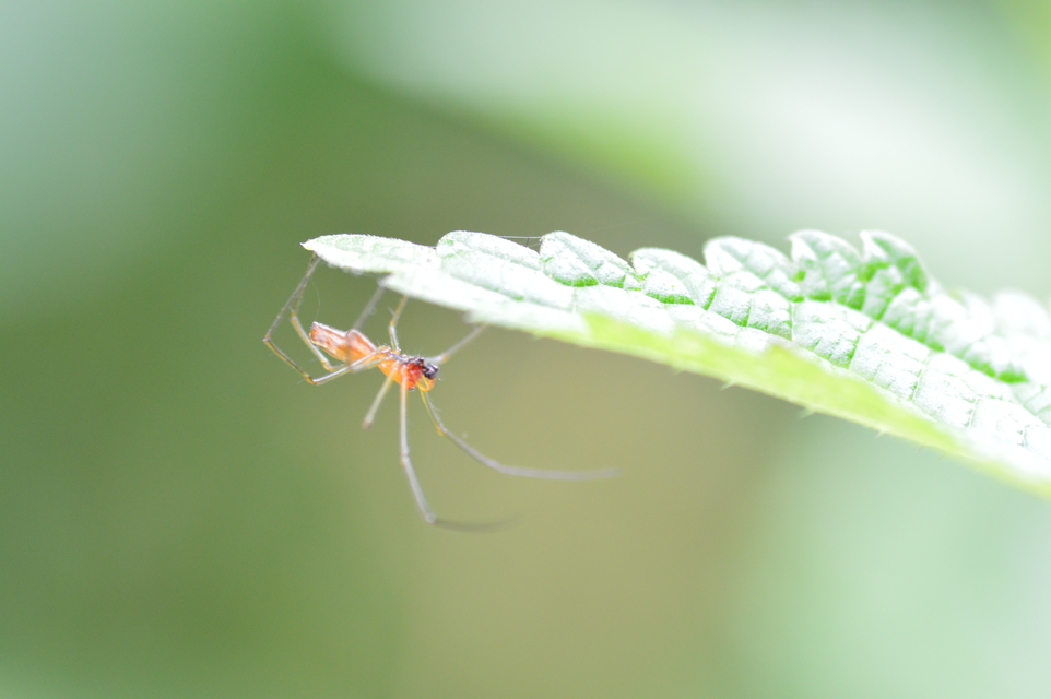Tetragnatha